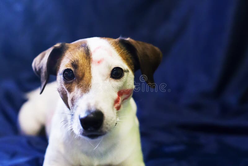 El besarse de Jack Russell fotos de archivo