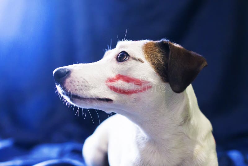 El besarse de Jack Russell fotos de archivo libres de regalías