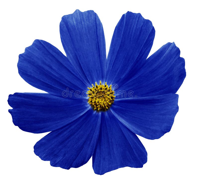 El blanco azul marino de Kosmeja de la flor aisló el fondo con la trayectoria de recortes Ningunas sombras primer imagen de archivo