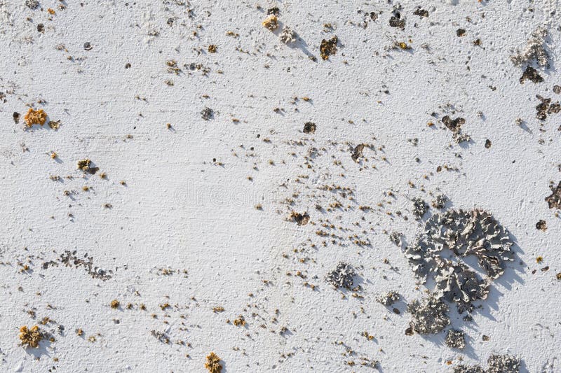El blanco pintó la pared con los liquenes como fondo fotos de archivo El blanco pintó la pared con los liquenes como fondo fotos de archivo