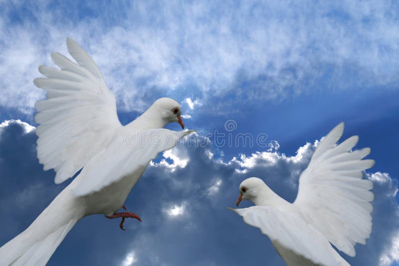 El blanco se zambulló contra el cielo nublado azul hermoso El blanco se zambulló contra el cielo nublado azul hermoso
