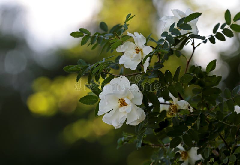 El blanco subió floreciendo en sombras imagen de archivo libre de regalías El blanco subió floreciendo en sombras imagen de archivo libre de regalías