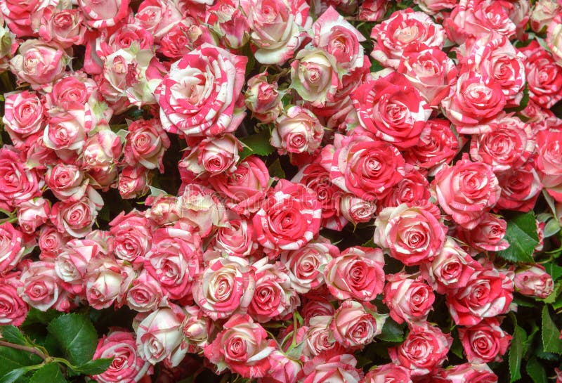 Download El Blanco Y El Color De Rosa Se Levantaron Imagen de archivo - Imagen de crecimiento, fondos: 44855479