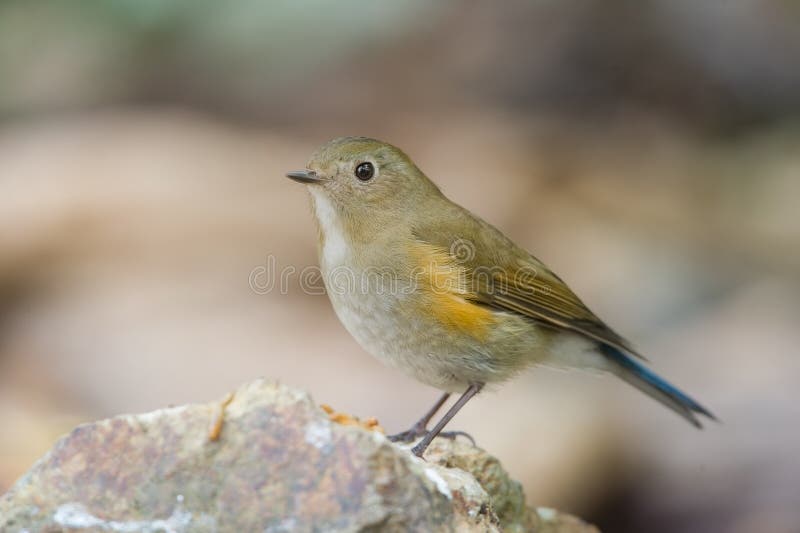 El bluetail Himalayan imágenes de archivo libres de regalías El bluetail Himalayan imágenes de archivo libres de regalías