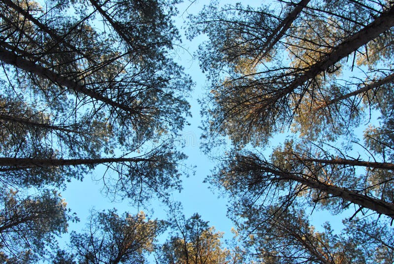 El bosque del pino contra el cielo azul imagen de archivo El bosque del pino contra el cielo azul imagen de archivo
