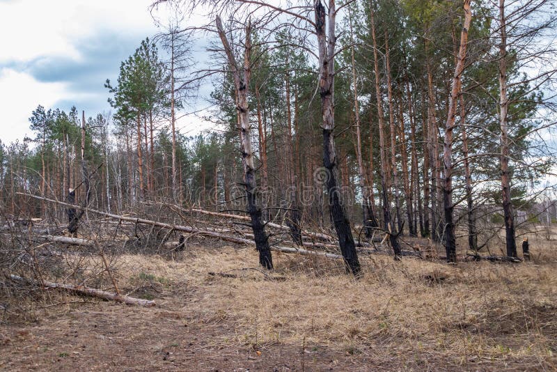 El bosque después de un fuego, desastre, fuego del pino quemó árboles fotos de archivo libres de regalías El bosque después de un fuego, desastre, fuego del pino quemó árboles fotos de archivo libres de regalías