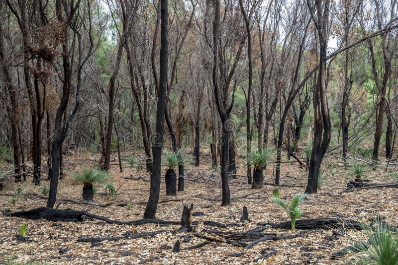 El bosque quemado permanece después de bushfire en el parque nacional de Yanchep imagen de archivo libre de regalías El bosque quemado permanece después de bushfire en el parque nacional de Yanchep imagen de archivo libre de regalías