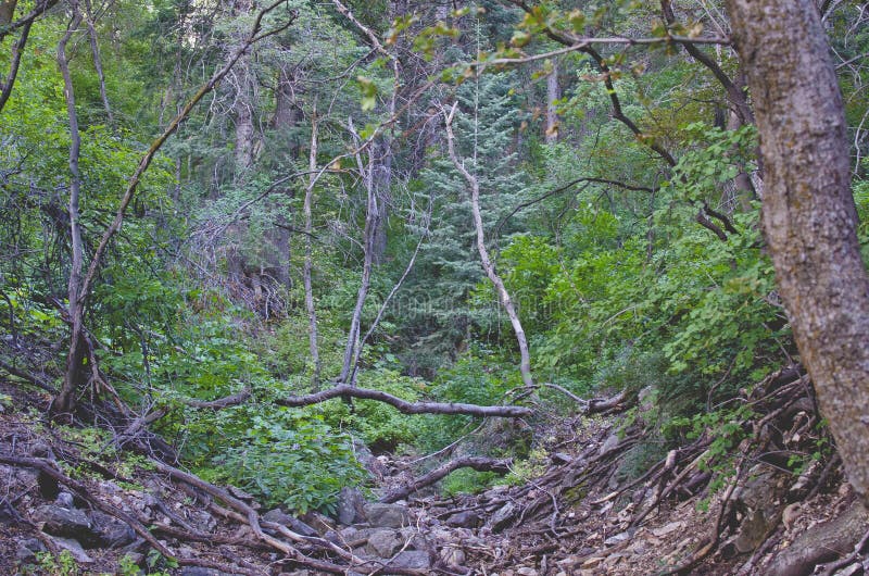 El bosque verde desbordado del rÃo imagenes de archivo El bosque verde desbordado del rÃo imagenes de archivo
