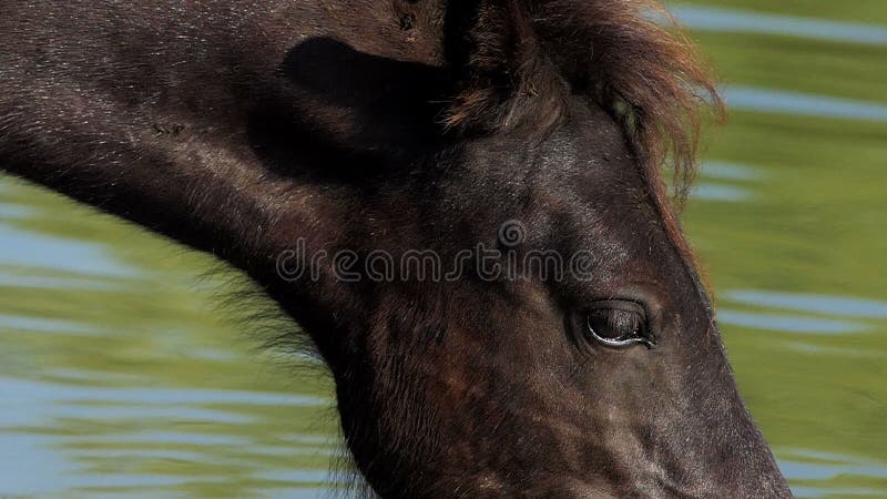 El bozal negro del caballo bebe el agua del lago en un día soleado en verano