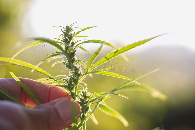 El brote de la planta del c??amo a disposici?n se cierra para arriba Planta y brote florecientes sativa, alternativa del c??amo d imagen de archivo libre de regalías El brote de la planta del c??amo a disposici?n se cierra para arriba Planta y brote florecientes sativa, alternativa del c??amo d imagen de archivo libre de regalías