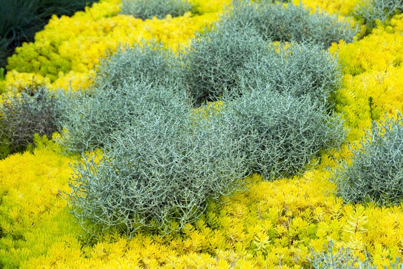 El brownii de Calocephalus, un hermoso, planta inusual para el hogar y jardín, crece arbustos gris-plateados fotos de archivo El brownii de Calocephalus, un hermoso, planta inusual para el hogar y jardín, crece arbustos gris-plateados fotos de archivo