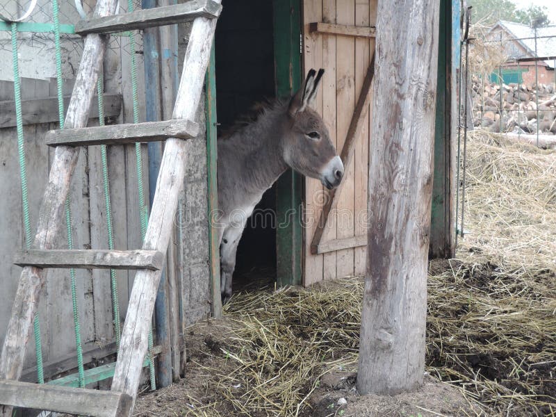 El Burro de La Granja