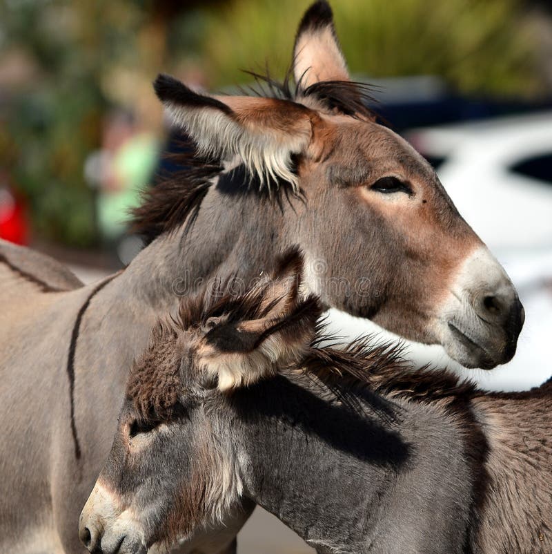 The Wild Wild Burro's of Oatman come into town to be fed by the tourists. The Wild Wild Burro's of Oatman come into town to be fed by the tourists.