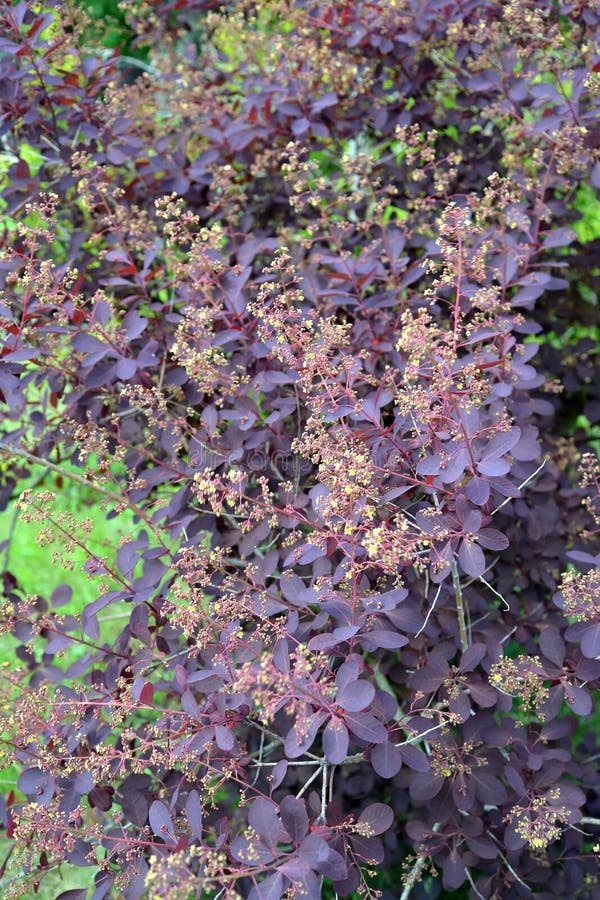 El bérbero púrpura floreciente del thunbergii D del Berberis de Tunberg foto de archivo El bérbero púrpura floreciente del thunbergii D del Berberis de Tunberg foto de archivo