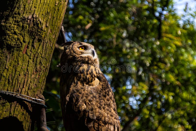 El búho águila parado en una rama. Un búho águila mira desde una rama de árboles en el parque safari.