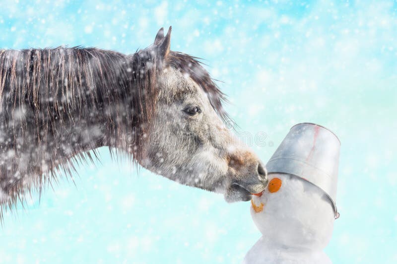 El caballo arranca con los dientes el muñeco de nieve de la nariz, invierno de la nieve imagen de archivo libre de regalías