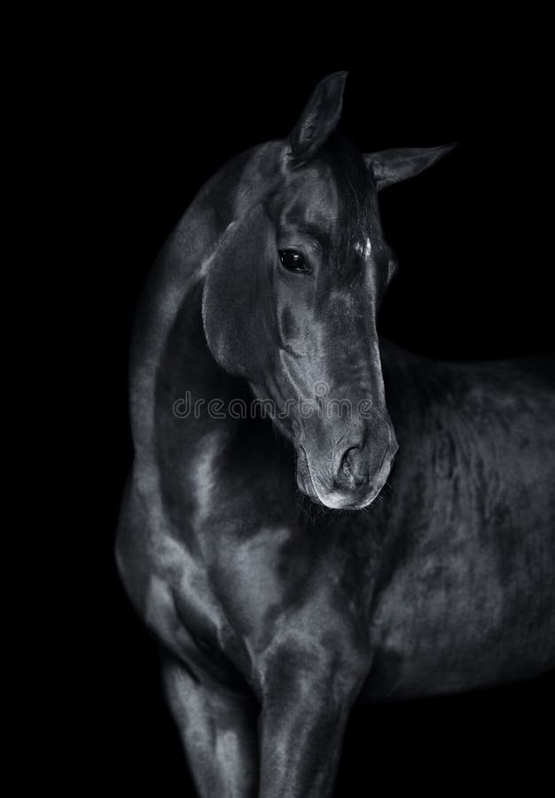 El caballo en el retrato monocromático negro foto de archivo