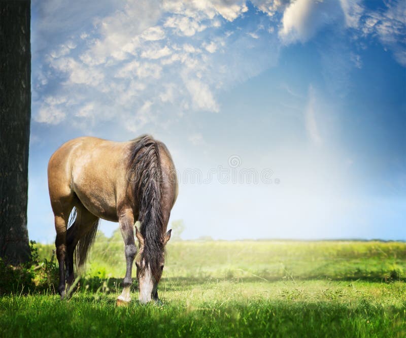 Gray horse grazes on summer or spring pasture against backdrop of beautiful blue sky with clouds, outdoor. Gray horse grazes on summer or spring pasture against backdrop of beautiful blue sky with clouds, outdoor