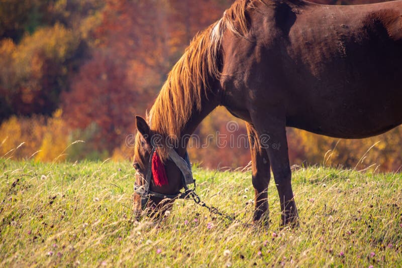 El caballo pasta en el pasto de la montaña, montañas cárpatas, Ucrania imagen de archivo libre de regalías El caballo pasta en el pasto de la montaña, montañas cárpatas, Ucrania imagen de archivo libre de regalías