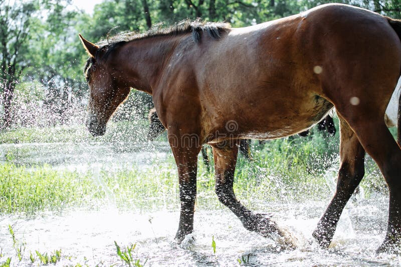El caballo vino al r?o beber el agua foto de archivo libre de regalías El caballo vino al r?o beber el agua foto de archivo libre de regalías