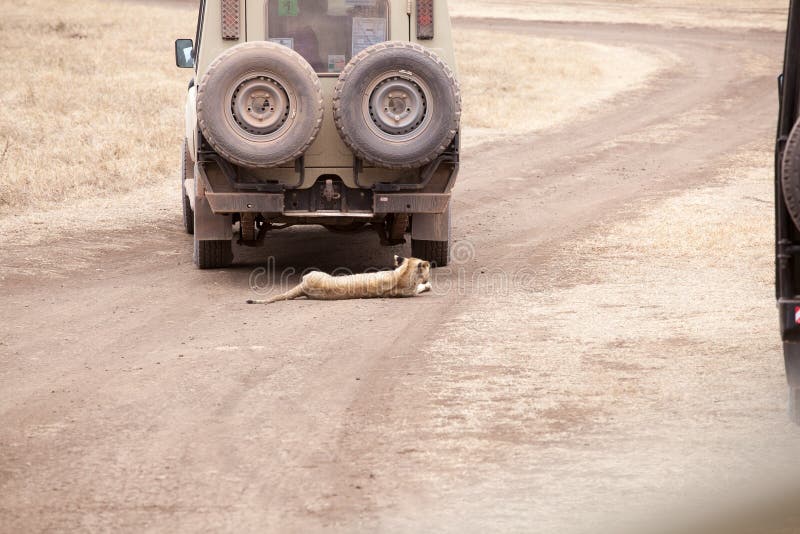 El cachorro de Lion Panthera Leo está mintiendo debajo del jeep del safari fotos de archivo libres de regalías El cachorro de Lion Panthera Leo está mintiendo debajo del jeep del safari fotos de archivo libres de regalías