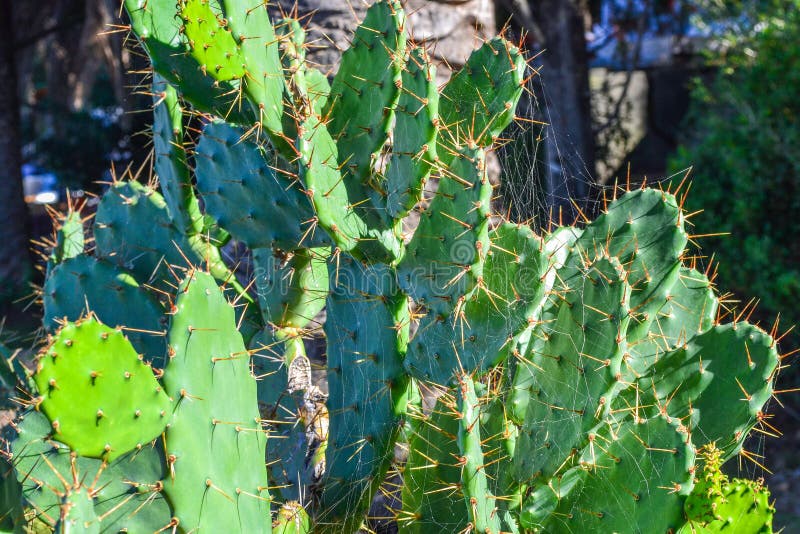 El cactus grande verde hermoso crece en la calle foto de archivo El cactus grande verde hermoso crece en la calle foto de archivo
