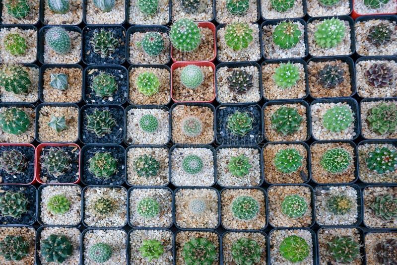 El cactus pequeño allí es muchas variedades en un pote foto de archivo libre de regalías El cactus pequeño allí es muchas variedades en un pote foto de archivo libre de regalías