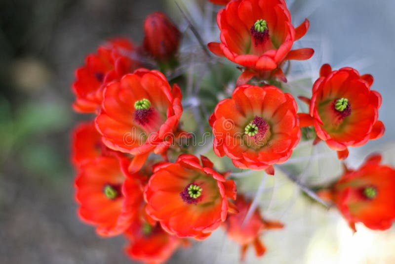 El cactus rojo florece la floraci?n fotografía de archivo libre de regalías El cactus rojo florece la floraci?n fotografía de archivo libre de regalías