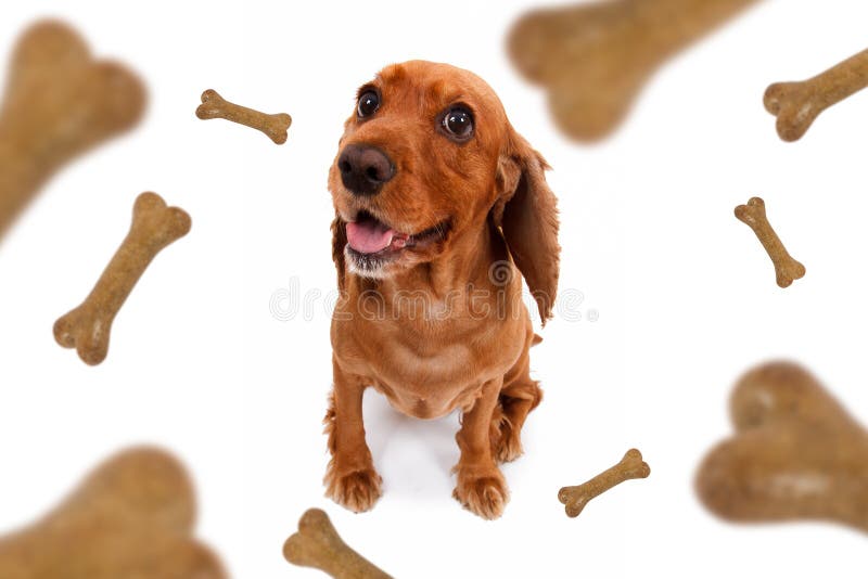 Galleta De La Comida De Perro Formada Como Los Huesos Foto de archivo