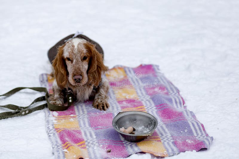 El caminar del invierno de cocker spaniel fotos de archivo libres de regalías El caminar del invierno de cocker spaniel fotos de archivo libres de regalías