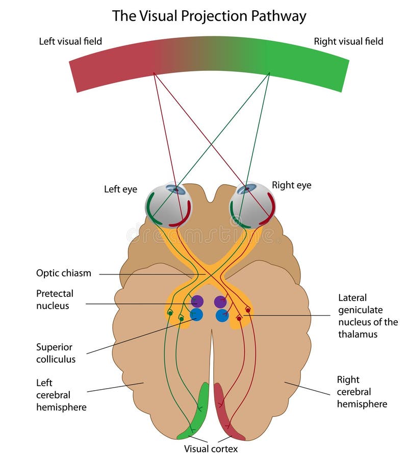 Diagram explaining how visual signals are received by the brain, eps8. Diagram explaining how visual signals are received by the brain, eps8