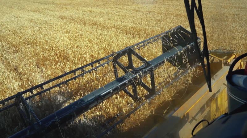 El camión elimina el grano de la vista de campo superior del cosechador combinado de la vista de campo de la cabina