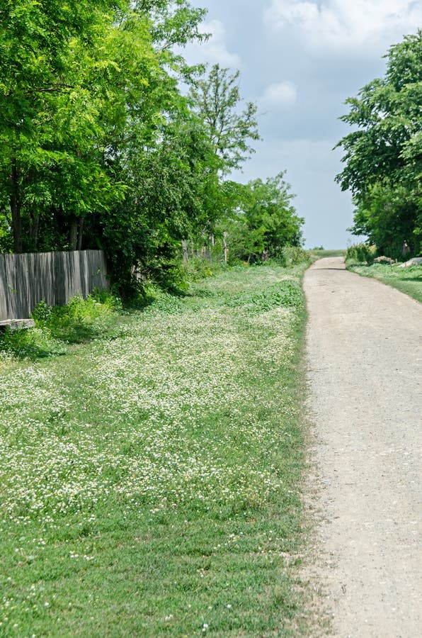 White daisy field flowers, margaret wild meadow, rural street. White daisy field flowers, margaret wild meadow, rural street.