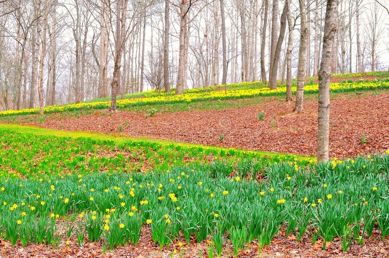 El campo de los daffodils emerge en febrero para indicar que el invierno ha terminado y la primavera está aquí