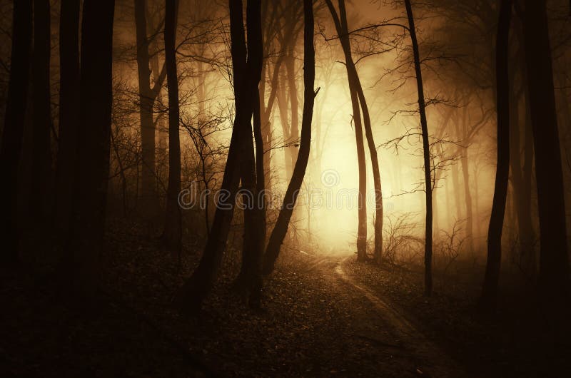 El canal de la trayectoria una oscuridad frecuentó el bosque con niebla en la puesta del sol imágenes de archivo libres de regalías El canal de la trayectoria una oscuridad frecuentó el bosque con niebla en la puesta del sol imágenes de archivo libres de regalías