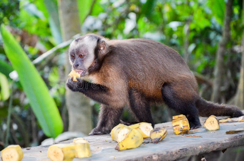 Capuchins are found in the dense forests of South and Central America. These monkeys are so named for the resemblance of a dark crest on the head of a hooded monk. Capuchins are found in the dense forests of South and Central America. These monkeys are so named for the resemblance of a dark crest on the head of a hooded monk.