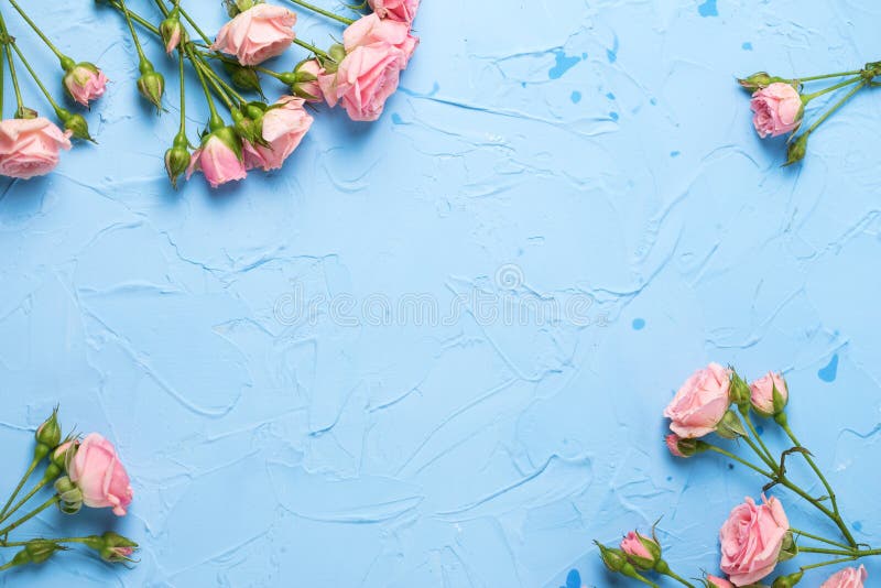 El capítulo de rosas rosadas florece en fondo texturizado azul claro foto de archivo El capítulo de rosas rosadas florece en fondo texturizado azul claro foto de archivo