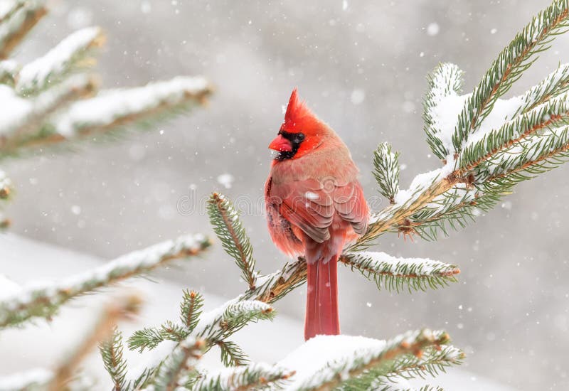 El cardenal se encaramó en un árbol de pino en invierno imágenes de archivo libres de regalías El cardenal se encaramó en un árbol de pino en invierno imágenes de archivo libres de regalías