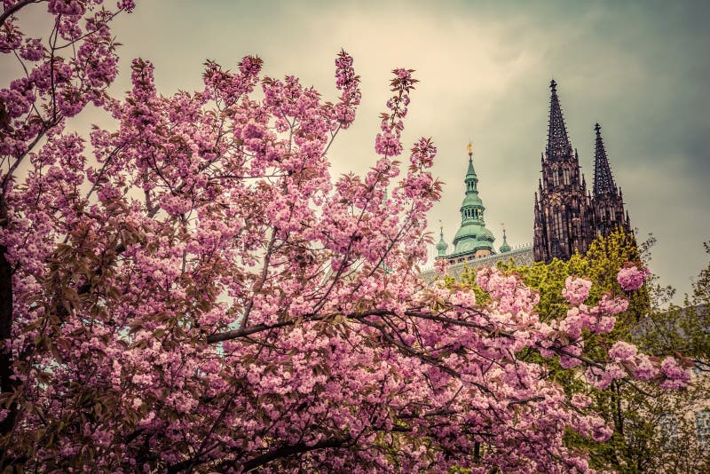 El castillo de Praga con St Vitus Cathedral, Hradcany, República Checa según lo visto a partir de la primavera cultiva un huerto imagen de archivo El castillo de Praga con St Vitus Cathedral, Hradcany, República Checa según lo visto a partir de la primavera cultiva un huerto imagen de archivo