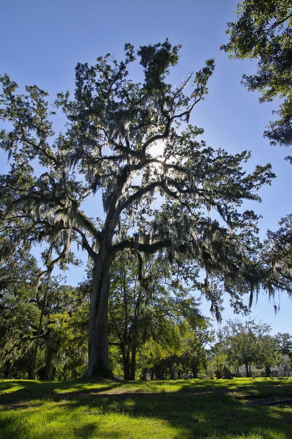 El cementerio viejo de la ciudad de Tallahassee es el más viejo cementerio de la ciudad, Tallagasse imagen de archivo libre de regalías El cementerio viejo de la ciudad de Tallahassee es el más viejo cementerio de la ciudad, Tallagasse imagen de archivo libre de regalías