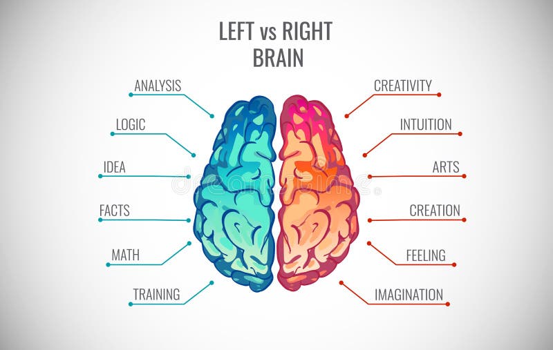 El cerebro creativo de la parte y de la lógica pieza el ejemplo del vector
