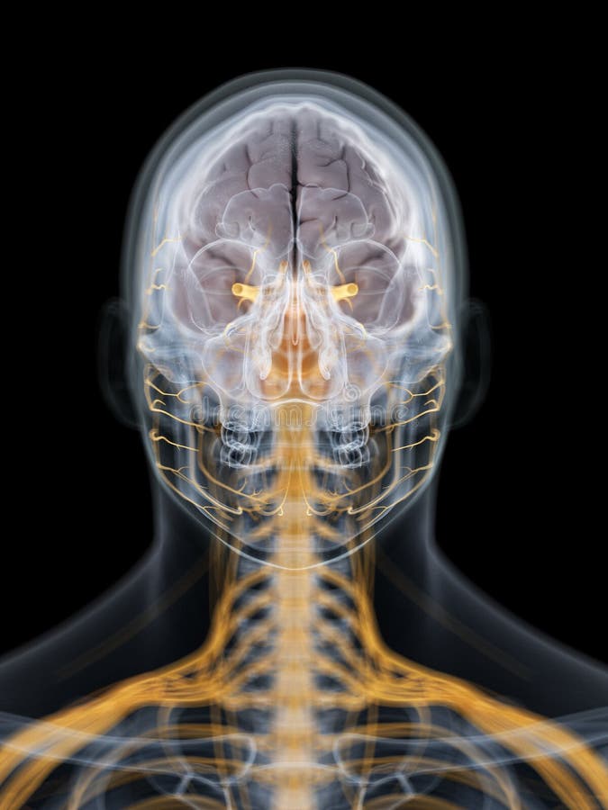 enfermedades del cerebro y del sistema nervioso enfermedades del cerebro y del sistema nervioso