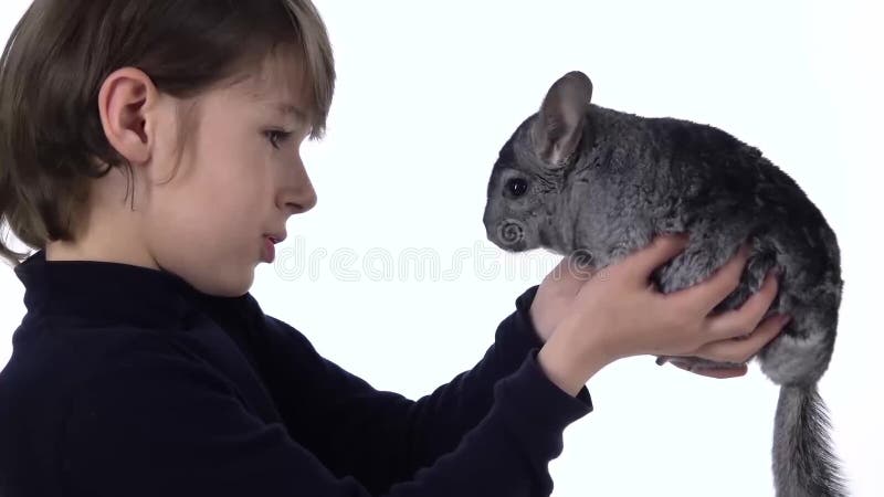 El chico está sosteniendo y examina cuidadosamente la chinchilla gris con fondo blanco. movimiento lento. cerrar