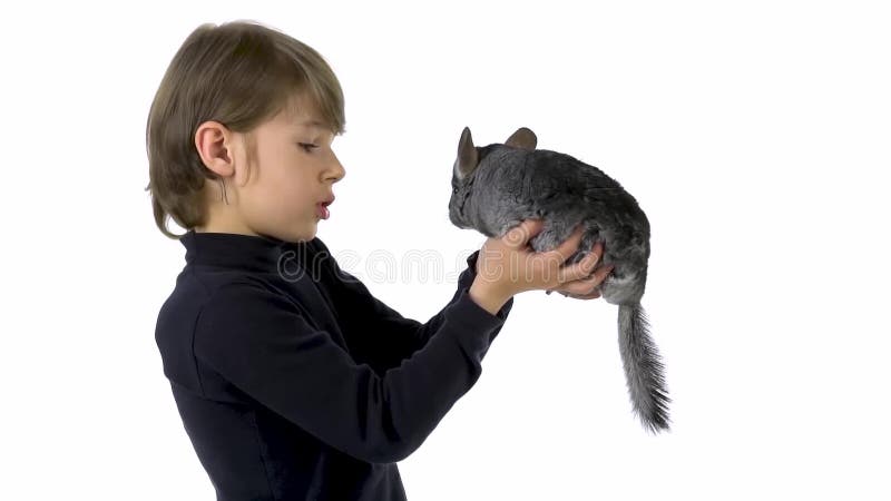 El chico está sosteniendo y examina cuidadosamente la chinchilla gris con fondo blanco. movimiento lento