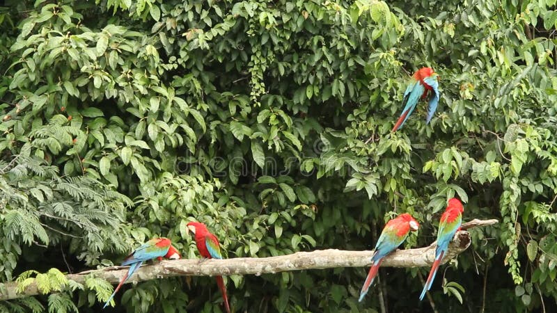 el chloropterus Rojo-y-verde del Ara de los Macaws en la rama que lucha en Manu National Park, Perú, loros que recolectan cerca d