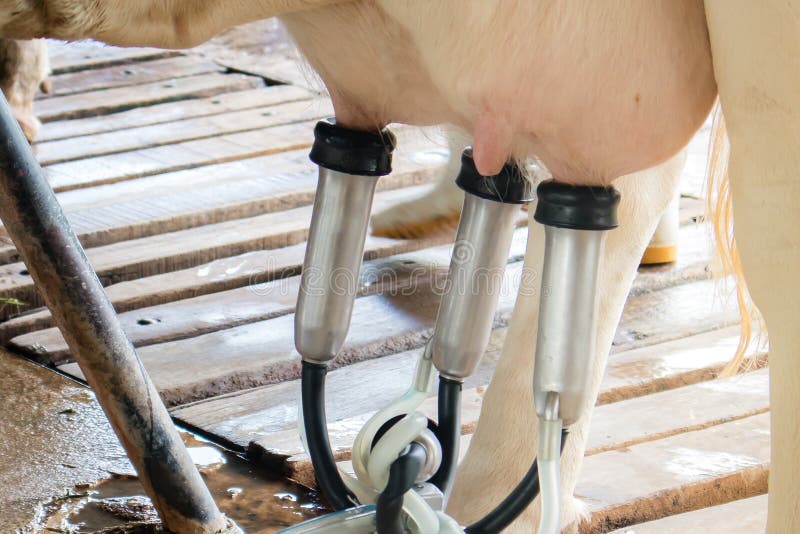 El ciclo de negocio del cultivo de las vacas lecheras imágenes de archivo libres de regalías El ciclo de negocio del cultivo de las vacas lecheras imágenes de archivo libres de regalías