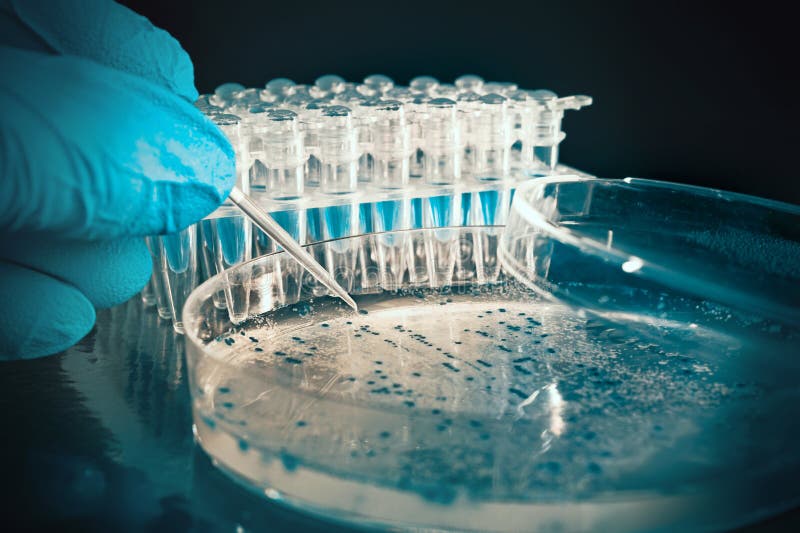 El científico coge a colonias bacterianas