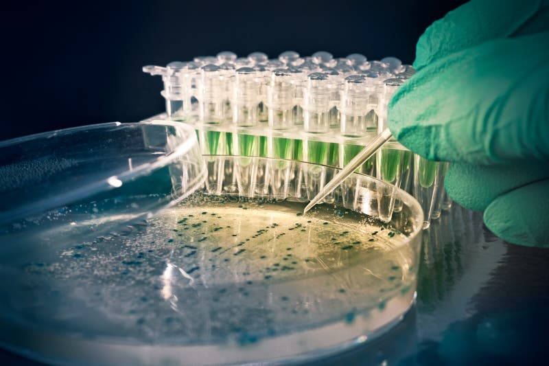 El científico toma a colonias bacterianas