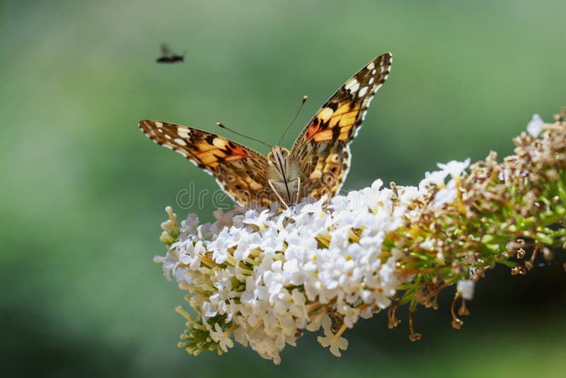 El cierre de la vista delantera para arriba Plata-lavó el paphia b del Argynnis del fritillary imagenes de archivo El cierre de la vista delantera para arriba Plata-lavó el paphia b del Argynnis del fritillary imagenes de archivo
