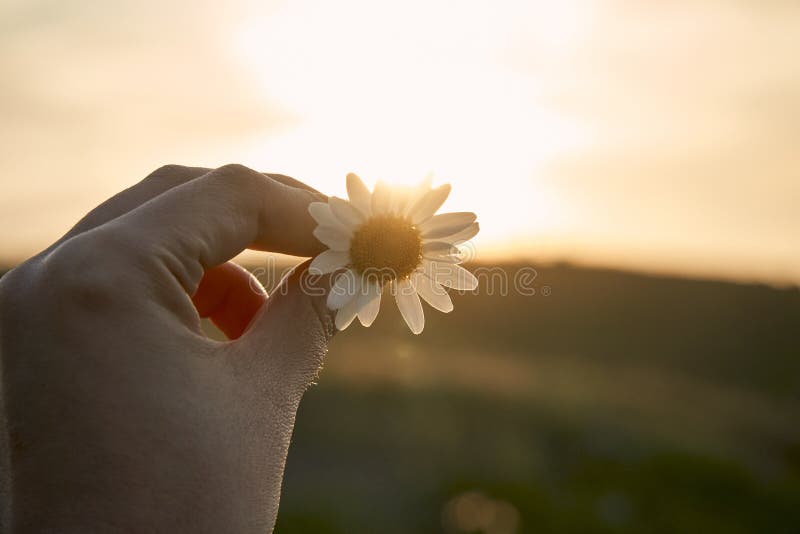 El Cierre De Una Persona Que Sostiene Una Camomila Alemana Bajo La Luz Del Sol Perfecto Para Los Fondos De Pantalla Imagen de archivo - Imagen de floral, margarita: 192644551 El Cierre De Una Persona Que Sostiene Una Camomila Alemana Bajo La Luz Del Sol Perfecto Para Los Fondos De Pantalla Imagen de archivo - Imagen de floral, margarita: 192644551